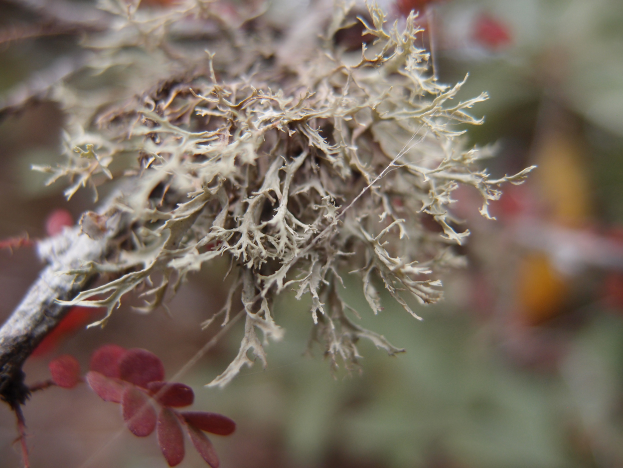 2018-01-16 12 Uhr - Im Shivapuri Nagarjun National Park (Nagi Gumba) (Foto) 